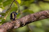 Black-and-yellow Broadbill - Zwart-gele Hapvogel - Eurylaime  capuchon