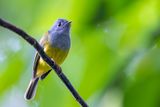Grey-headed Canary-Flycatcher - Grijskopvliegenvanger - Gobemouche  tte grise