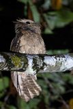 Large Frogmouth - Grote Kikkerbek - Podarge oreillard