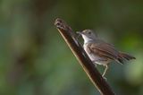 White-chested Babbler - Mangrovemuistimalia - Akalat  front noir