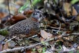 Sabah Partridge - Sabahbospatrijs - Torquole de Graydon
