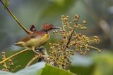 Red-throated Sunbird - Roodkeelhoningzuiger - Souimanga  gorge rouge (m)