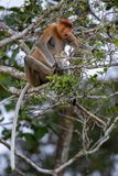 Proboscis monkey (f)