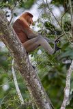 Proboscis monkey (m)