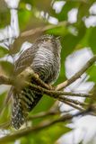 Sunda Cuckoo - Soendakoekoek - Coucou de la Sonde (j)