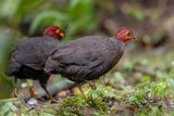 Crimson-headed Partridge - Roodkopbospatrijs - Rouloul sanglant (f)