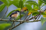 Long-tailed Shrike - Langstaartklauwier - Pie-griche schach