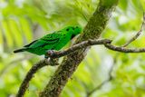 Whiteheads Broadbill - Zwartkeelsmaragdbreedbek - Eurylaime de Whitehead