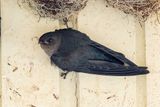 Plume-toed Swiftlet - Westelijke Dwergsalangaan - Salangane de Beavan