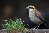 Bornean Banded Pitta - Borneoblauwstaartpitta - Brve de Schwaner (f)