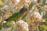 Varied Lorikeet - Veelkleurige Lori - Loriquet versicolore