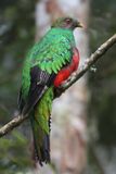 Crested Quetzal - Kuifquetzal - Quetzal antisien (f)