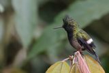 Wire-crested Thorntail - Gekuifde Draadkolibrie - Coquette de Popelaire (f)
