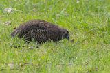 Brown Quail - Bruine Kwartel - Caille tasmane