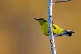 Ornate Sunbird -Souimanga orn (f)