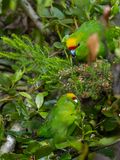 Yellow-crowned Parakeet - Geelvoorhoofdkakariki - Perruche  tte dor
