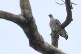 Afep Pigeon - Afrikaanse Houtduif - Pigeon gris