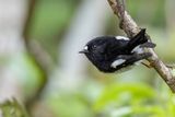 Tomtit - Maorivliegenvanger - Miro msange (m)