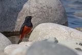 White-capped Redstart - Rivierroodstaart - Torrentaire  calotte blanche