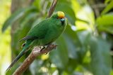 Malherbes Parakeet - Oranjevoorhoofdkakariki - Perruche de Malherbe