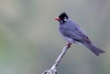 Black Bulbul - Himalayaanse Zwarte Buulbuul - Bulbul noir
