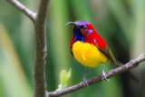 Mrs Goulds Sunbird - Goulds Honingzuiger - Souimanga de Gould (m)