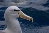 Salvins Albatross - Salvins Albatros - Albatros de Salvin