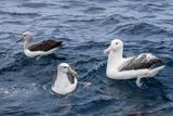 Salvins, Shy and Southern Royal Albatrosses