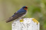 Welcome Swallow - Welkomzwaluw - Hirondelle messagre