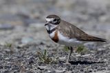 Double-banded Plover - Dubbelbandplevier - Gravelot  double collier
