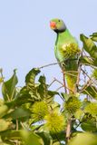 Layards Parakeet - Smaragdparkiet - Perruche de Layard (m)