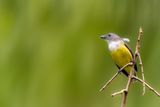 Legges Flowerpecker - Ceylonese Honingvogel - Dice de Ceylan (f)