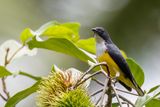 Legges Flowerpecker - Ceylonese Honingvogel - Dice de Ceylan (m)