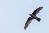 Indian Swiftlet - Malabarsalangaan - Salangane de Malabar