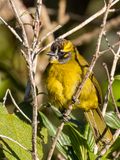 Yellow-eared Bulbul - Geelpluimbuulbuul - Bulbul oreillard