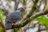 Sri Lanka Wood Pigeon - Ceylonhoutduif - Pigeon de Ceylan