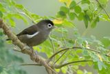 Black-capped Speirops - Rouwbrilvogel - Zostrops de Sao Tom