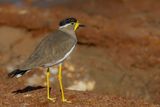 Yellow-wattled Lapwing - Malabarkievit - Vanneau de Malabar