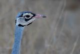 White-bellied Bustard - Senegaltrap - Outarde du Sngal (m)