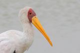 Yellow-billed Stork - Afrikaanse Nimmerzat - Tantale ibis