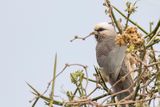 White-headed Mousebird - Witkopmuisvogel - Coliou  tte blanche