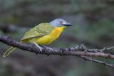 Grey-headed Bushshrike - Spookklauwier - Gladiateur de Blanchot