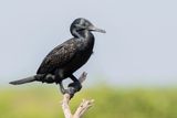 Indian Cormorant - Indische Aalscholver - Cormoran  cou brun