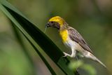 Baya Weaver - Bayawever - Tisserin baya (m)
