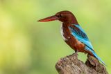 White-throated Kingfisher - Smyrnaijsvogel - Martin-chasseur de Smyrne