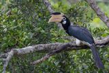 Malabar Pied Hornbill - Malabarneushoornvogel - Calao de Malabar (f)