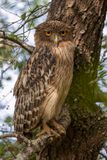 Brown Fish Owl - Bruine Visuil - Ktoupa brun