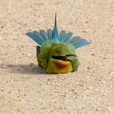 Blue-tailed Bee-eater - Blauwstaartbijeneter - Gupier  queue dazur