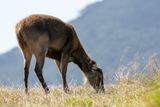 Sambar deer (f)
