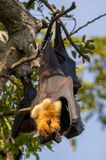 Indian flying fox